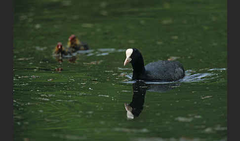 Blessralle (Fulica atra)