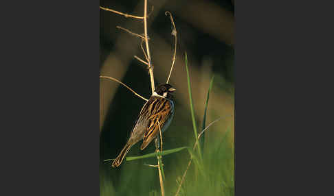 Rohrammer (Emberiza schoeniclus)