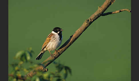 Rohrammer (Emberiza schoeniclus)