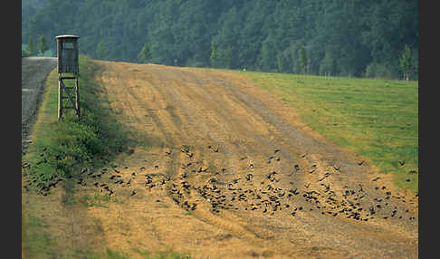 Star (Sturnus vulgaris)