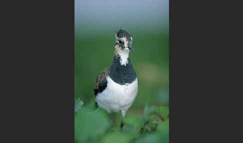 Kiebitz (Vanellus vanellus)