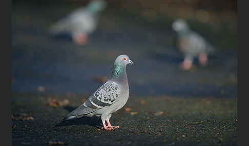 Haustaube (Columba livia domestica)