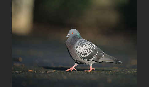 Haustaube (Columba livia domestica)