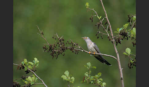 Kuckuck (Cuculus canorus)