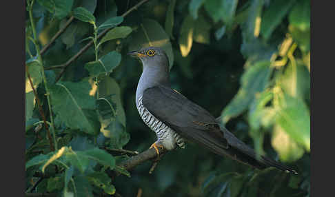 Kuckuck (Cuculus canorus)