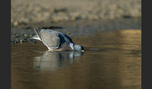 Ringeltaube (Columba palumbus)