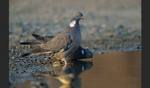 Ringeltaube (Columba palumbus)