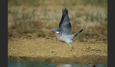 Ringeltaube (Columba palumbus)