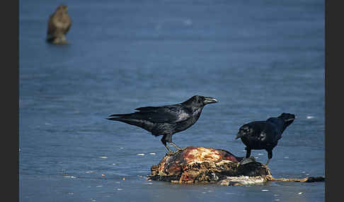 Kolkrabe (Corvus corax)