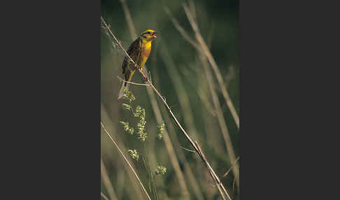 Goldammer (Emberiza citrinella)