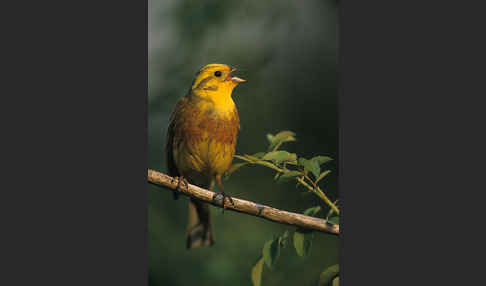 Goldammer (Emberiza citrinella)