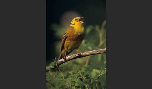 Goldammer (Emberiza citrinella)