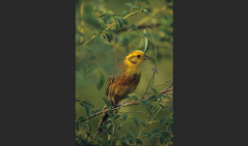 Goldammer (Emberiza citrinella)