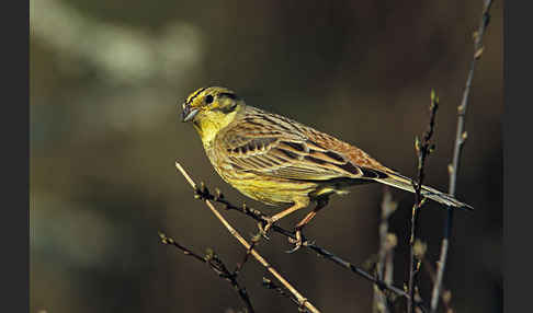 Goldammer (Emberiza citrinella)