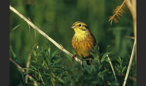 Goldammer (Emberiza citrinella)