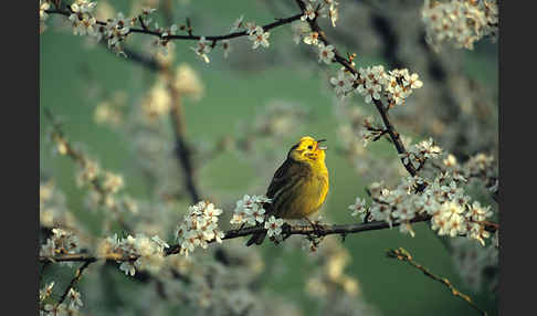 Goldammer (Emberiza citrinella)