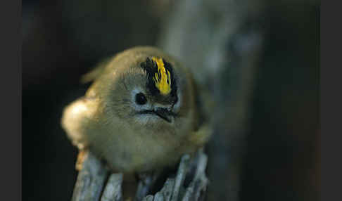 Wintergoldhähnchen (Regulus regulus)