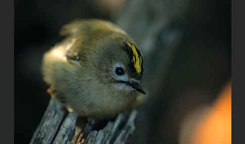 Wintergoldhähnchen (Regulus regulus)