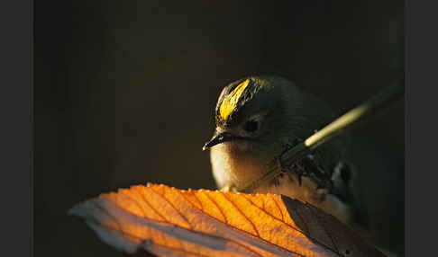 Wintergoldhähnchen (Regulus regulus)