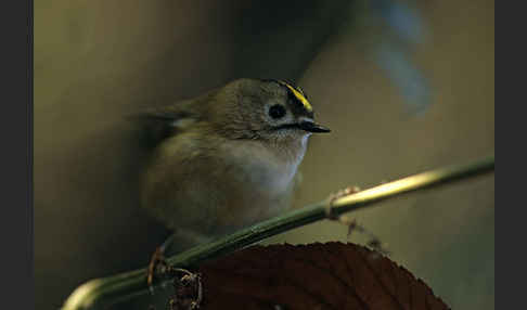 Wintergoldhähnchen (Regulus regulus)