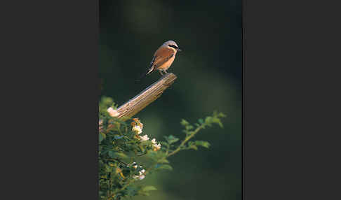 Neuntöter (Lanius collurio)