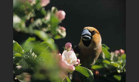 Kernbeißer (Coccothraustes coccothraustes)