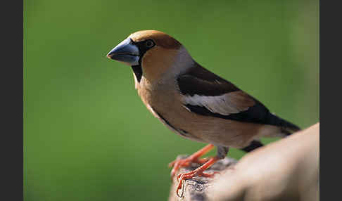 Kernbeißer (Coccothraustes coccothraustes)