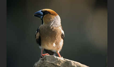 Kernbeißer (Coccothraustes coccothraustes)