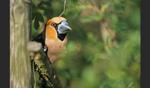 Kernbeißer (Coccothraustes coccothraustes)