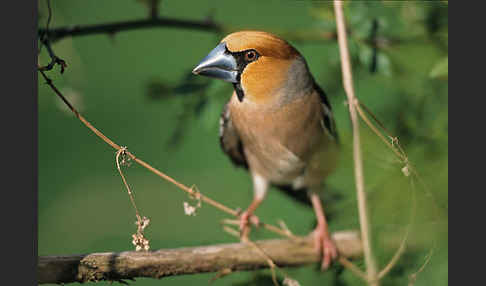 Kernbeißer (Coccothraustes coccothraustes)