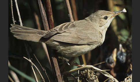 Sumpfrohrsänger (Acrocephalus palustris)