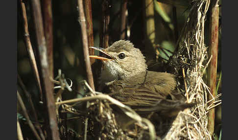 Sumpfrohrsänger (Acrocephalus palustris)