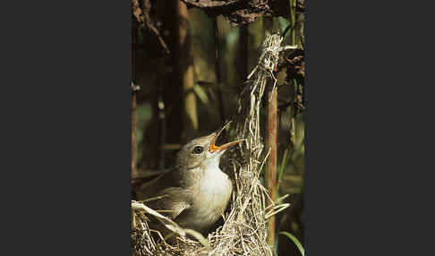 Sumpfrohrsänger (Acrocephalus palustris)