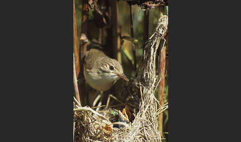 Sumpfrohrsänger (Acrocephalus palustris)