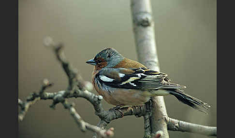 Buchfink (Fringilla coelebs)