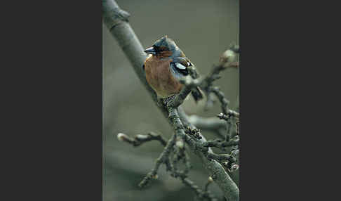 Buchfink (Fringilla coelebs)