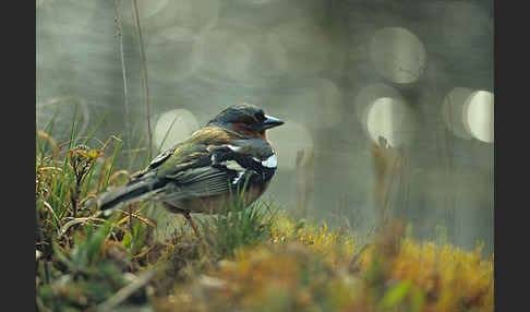 Buchfink (Fringilla coelebs)