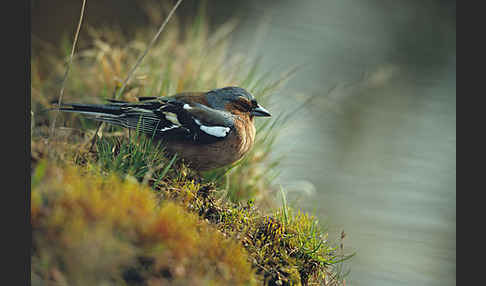 Buchfink (Fringilla coelebs)