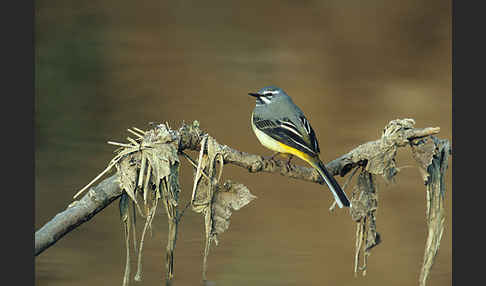 Gebirgsstelze (Motacilla cinerea)