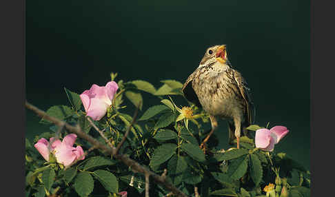 Grauammer (Miliaria calandra)