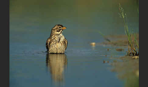 Grauammer (Miliaria calandra)