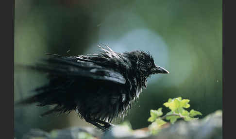 Dohle (Corvus monedula)