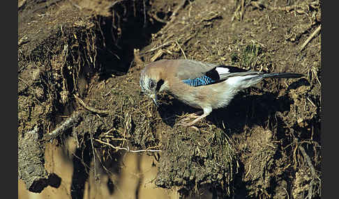 Eichelhäher (Garrulus glandarius)