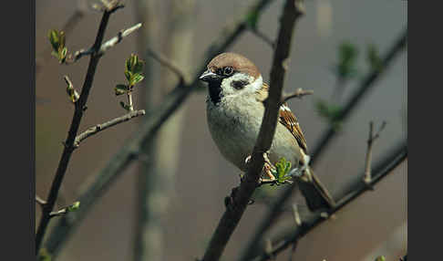 Feldsperling (Passer montanus)