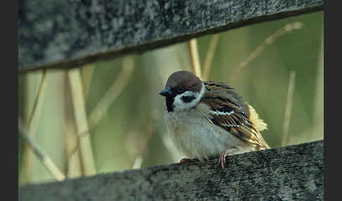 Feldsperling (Passer montanus)