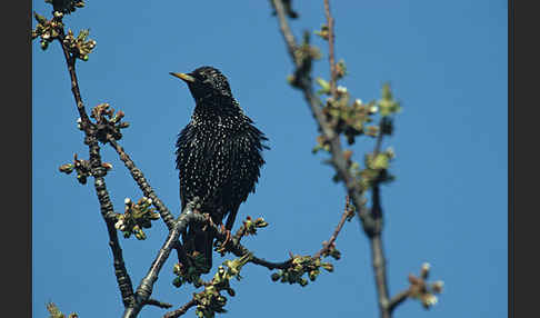 Star (Sturnus vulgaris)