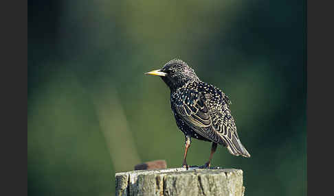 Star (Sturnus vulgaris)