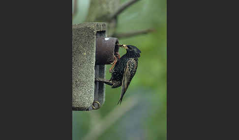 Star (Sturnus vulgaris)