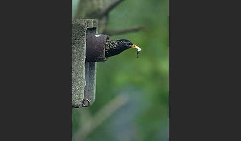 Star (Sturnus vulgaris)