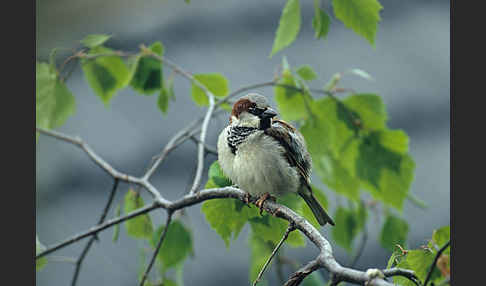Haussperling (Passer domesticus)